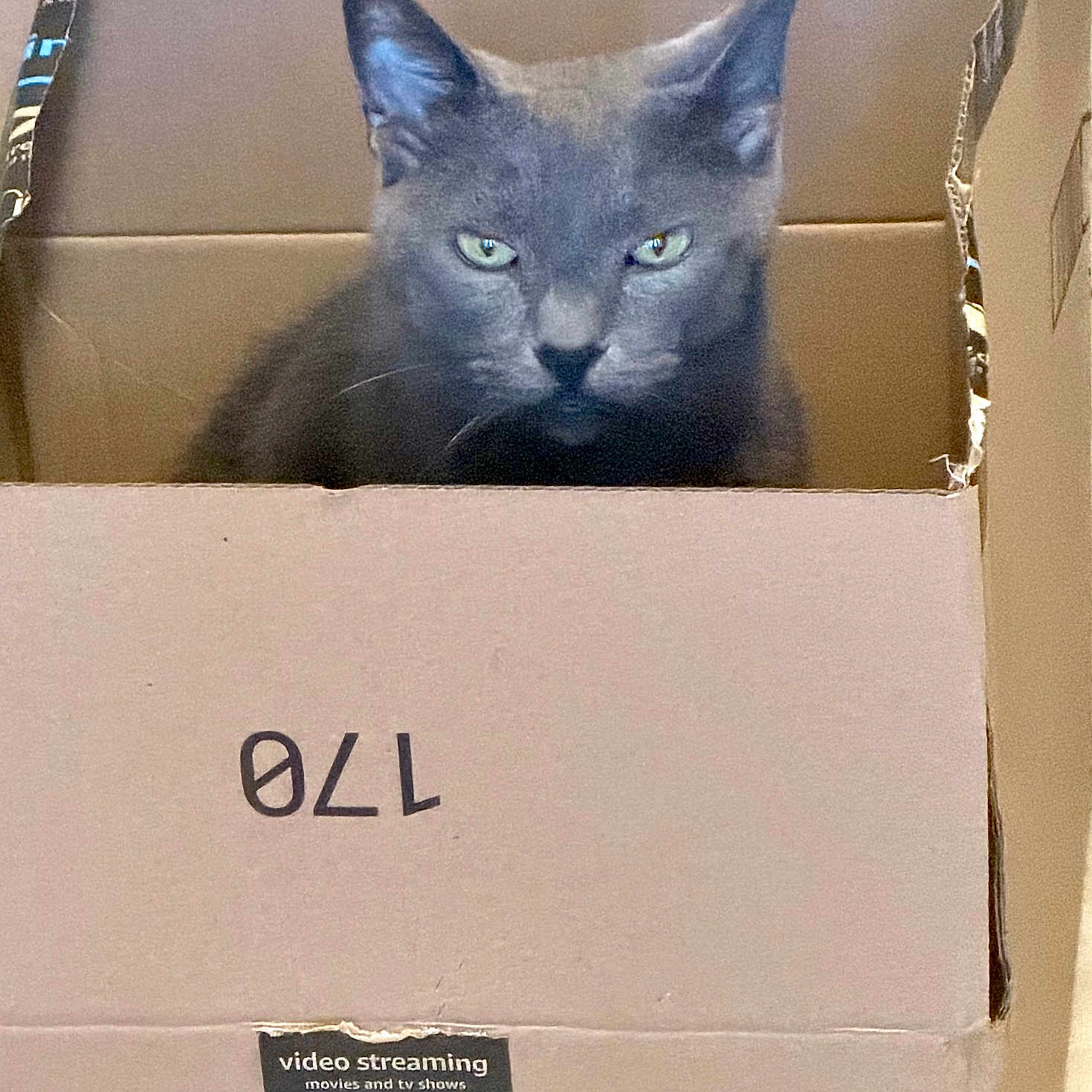 Shadow joined the competition — help win amazing prizes! cat, gray_cat, animal, pet, cardboard_box, amazon_prime, indoor, feline, box, curious, cute, whiskers, ears, eyes, face, closeup, domestic_cat, looking, portrait, sitting