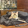 animal, backpack, black, brown, cabinet, cat, closeup, cozy, curious, domestic_cat, feline, furniture, glassware, indoor, pet, resting, seat, silverware, table, wooden_table