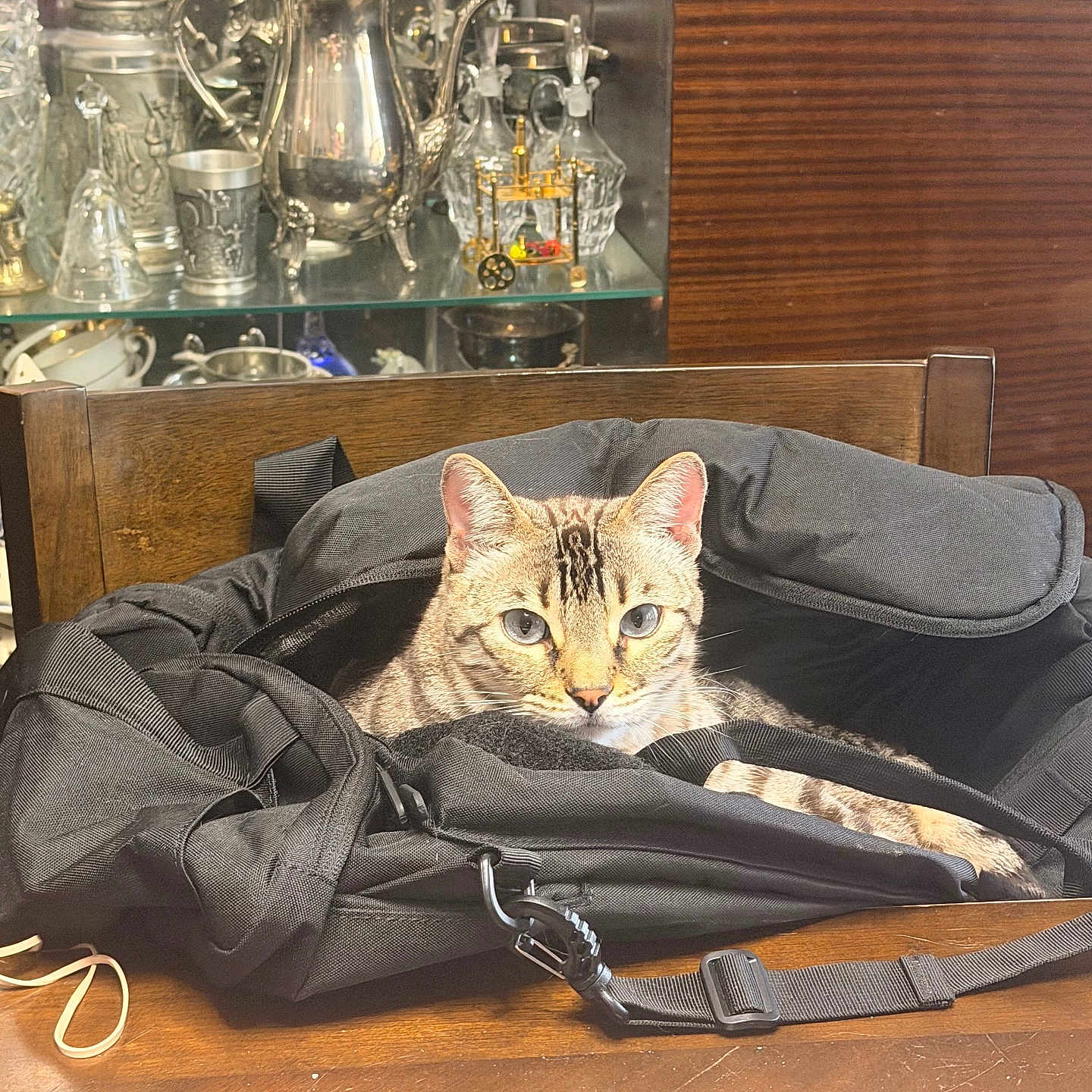 Maya