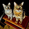 Maya is registered to the contest to win money with this photo: animal, cat, close_up, companion, curious, domestic_animal, ears, eyes, feline, floor, fur, indoor, looking, pet, sitting, striped, tabby_cat, two_animals, whiskers, wooden_table