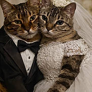 Maya joined the competition — help win amazing prizes! animal, bride, cat, cats, celebration, costume, couple, cute, feline, funny, groom, intimate, lace, pet, portrait, posing, tuxedo, veil, wedding, wedding_dress