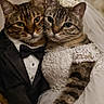 animal, bride, cat, cats, celebration, costume, couple, cute, feline, funny, groom, intimate, lace, pet, portrait, posing, tuxedo, veil, wedding, wedding_dress