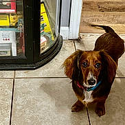 Tilly is registered to the contest to win money with this photo: dog, dachshund, tile_floor, indoor, pet, brown_coat, collar, glass_cabinet, toys, collectibles, curious, looking_up, floor_tile, wood_paneling, shadow, small_dog, companion, animal, pet_indoor, home
