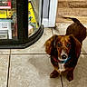 animal, brown_coat, collar, collectibles, companion, curious, dachshund, dog, floor_tile, glass_cabinet, home, indoor, looking_up, pet, pet_indoor, shadow, small_dog, tile_floor, toys, wood_paneling