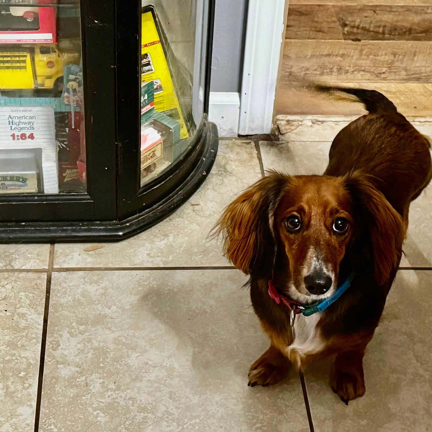 Tilly is registered to the contest to win money with this photo: dog, dachshund, tile_floor, indoor, pet, brown_coat, collar, glass_cabinet, toys, collectibles, curious, looking_up, floor_tile, wood_paneling, shadow, small_dog, companion, animal, pet_indoor, home