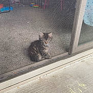 Hinata is registered to the contest to win money with this photo: animal, carpet, cat, curious, cute, domestic, door, feline, furry, home, indoor, kitten, looking, mesh_screen, pet, sitting, small_animal, toy, window, young_cat