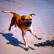 Neicko a rejoint le concours — aidez-le/la à gagner de superbes lots ! active, animal, beach, canine, dog, fun, happy, jumping, nature, ocean, outdoor, pet, playful, running, sand, shore, summer, sunlight, water, waves
