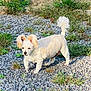 Pupadoodle is registered to the contest to win money with this photo: dog, white_dog, curly_ears, gravel, grass, outdoor, pet, animal, sunlight, small_dog, fluffy, nature, walking, alert, daytime, fur, canine, standing, ground, park