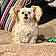Pupadoodle