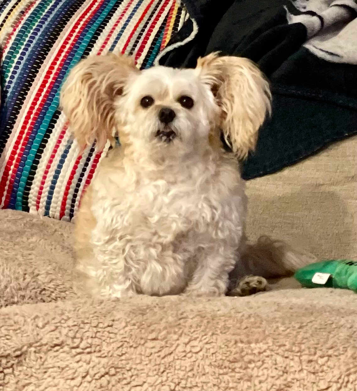 Pupadoodle joined the competition — help win amazing prizes! animal, beige_blanket, colorful, companion, cozy, curious, cute, dog, ears, fluffy, fur, home, indoor, pet, portrait, relaxed, sitting, small_dog, soft, striped_pillow