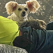 Pupadoodle is registered to the contest to win money with this photo: dog, pet, person, blanket, bed, indoor, patterned_wallpaper, clothing, jeans, yellow_shirt, fur, ears, resting, cozy, home, curious, companion, casual, lying_down, portrait