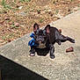 Goku joined the competition — help win amazing prizes! dog, french_bulldog, bow, blue_bow, outdoor, sunlight, concrete, pine_cones, grass, pet, animal, lying_down, black_dog, adorable, small_dog, canine, cute, summer, nature, relaxed