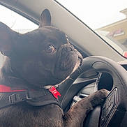 Goku joined the competition — help win amazing prizes! dog, french_bulldog, car_interior, steering_wheel, black_dog, pet, animal, harness, close_up, cute, daylight, vehicle, looking_back, paw_on_steering_wheel, adorable, indoors, side_view, emojis, playful, companion