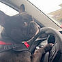 dog, french_bulldog, car_interior, steering_wheel, black_dog, pet, animal, harness, close_up, cute, daylight, vehicle, looking_back, paw_on_steering_wheel, adorable, indoors, side_view, emojis, playful, companion