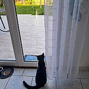Prince participe au concours pour gagner de l'argent avec cette photo : cat, black_and_white, sitting, tile_floor, glass_door, curtain, garden, greenery, food_bowl, indoor, pet, window, daylight, curious, animal, home, quiet, resting, looking_outside, feline