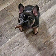 Bengi joined the competition — help win amazing prizes! adorable, animal, black, brown, canine, chew_stick, companion, cute, dog, domestic_animal, ears_up, floor, french_bulldog, indoor, looking_up, pet, puppy, small_dog, wooden_floor, young_dog