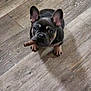 adorable, animal, black, brown, canine, chew_stick, companion, cute, dog, domestic_animal, ears_up, floor, french_bulldog, indoor, looking_up, pet, puppy, small_dog, wooden_floor, young_dog