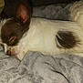 dog, puppy, sleeping, closeup, fur, blanket, cozy, pet, animal, resting, cute, small, white, brown, soft, indoors, nap, peaceful, relaxation, comfort
