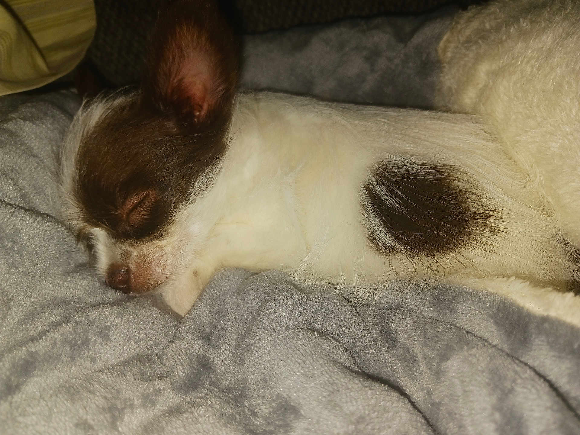 Lexi is registered to the contest to win money with this photo: dog, puppy, sleeping, closeup, fur, blanket, cozy, pet, animal, resting, cute, small, white, brown, soft, indoors, nap, peaceful, relaxation, comfort