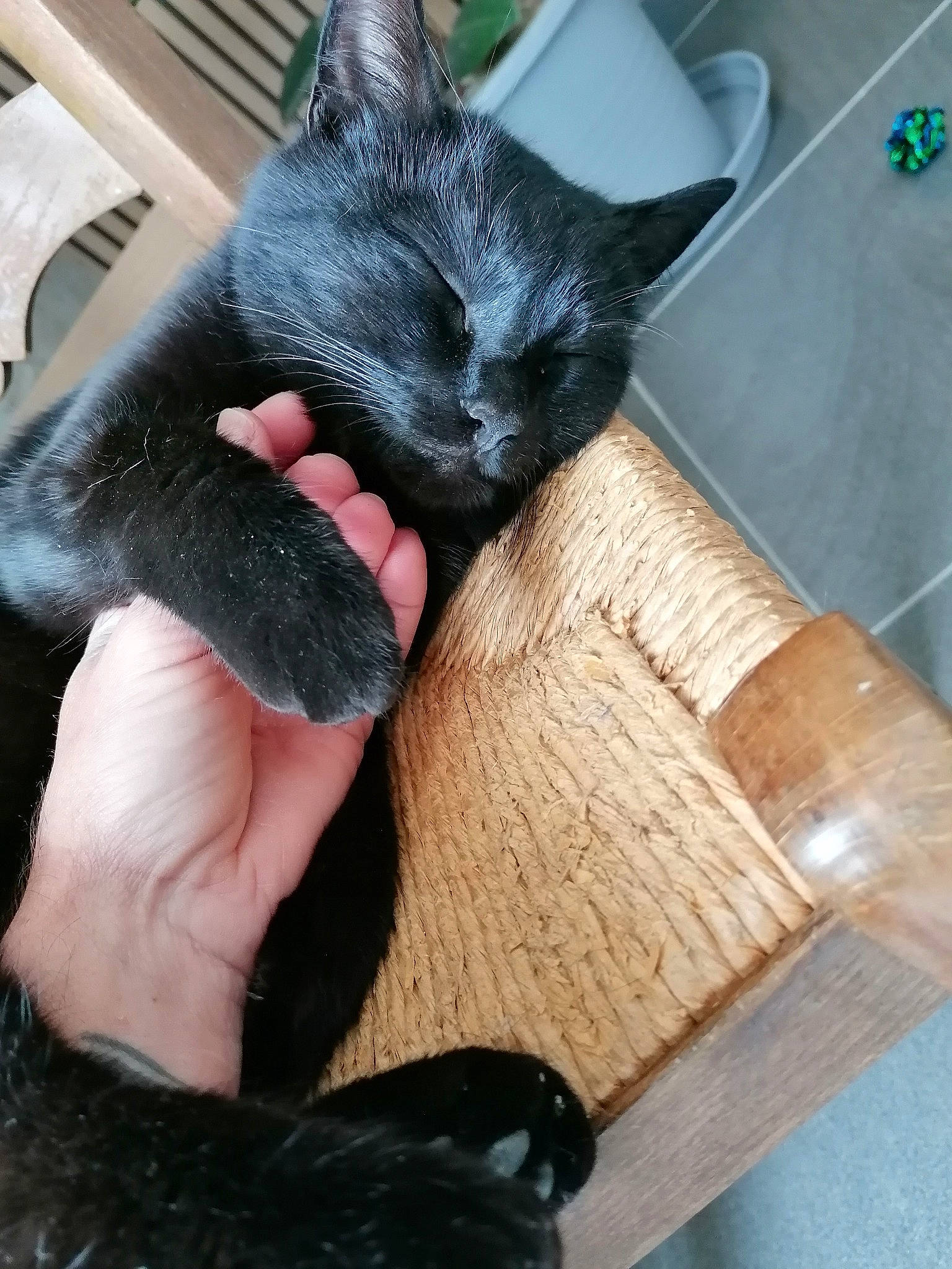 Norah a rejoint le concours — aidez-le/la à gagner de superbes lots ! black_cat, bombay, carnivore, cat, claw, comfort, domestic_short_haired_cat, fashion_accessory, felidae, finger, foot, fur, gesture, nail, small_to_medium_sized_cats, snout, thumb, watch, whiskers, wood