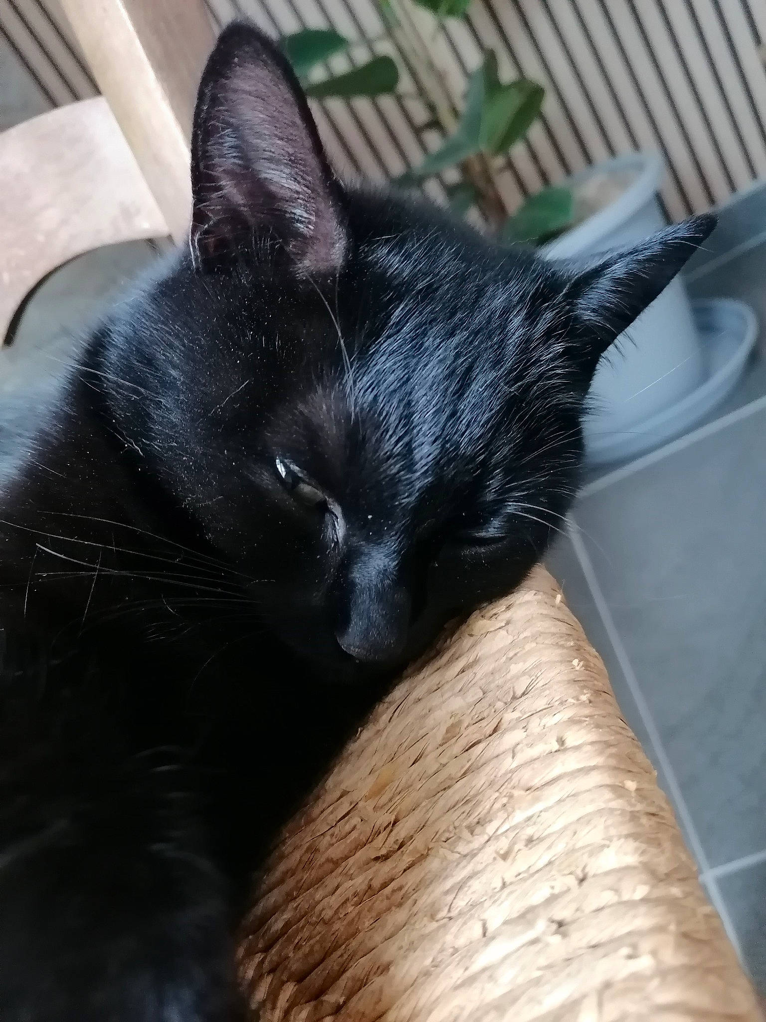 Norah participe au concours pour gagner de l'argent avec cette photo : black_cat, bombay, carnivore, cat, claw, comfort, domestic_short_haired_cat, felidae, fur, havana_brown, mammal, paw, small_to_medium_sized_cats, snout, tail, vertebrate, whiskers