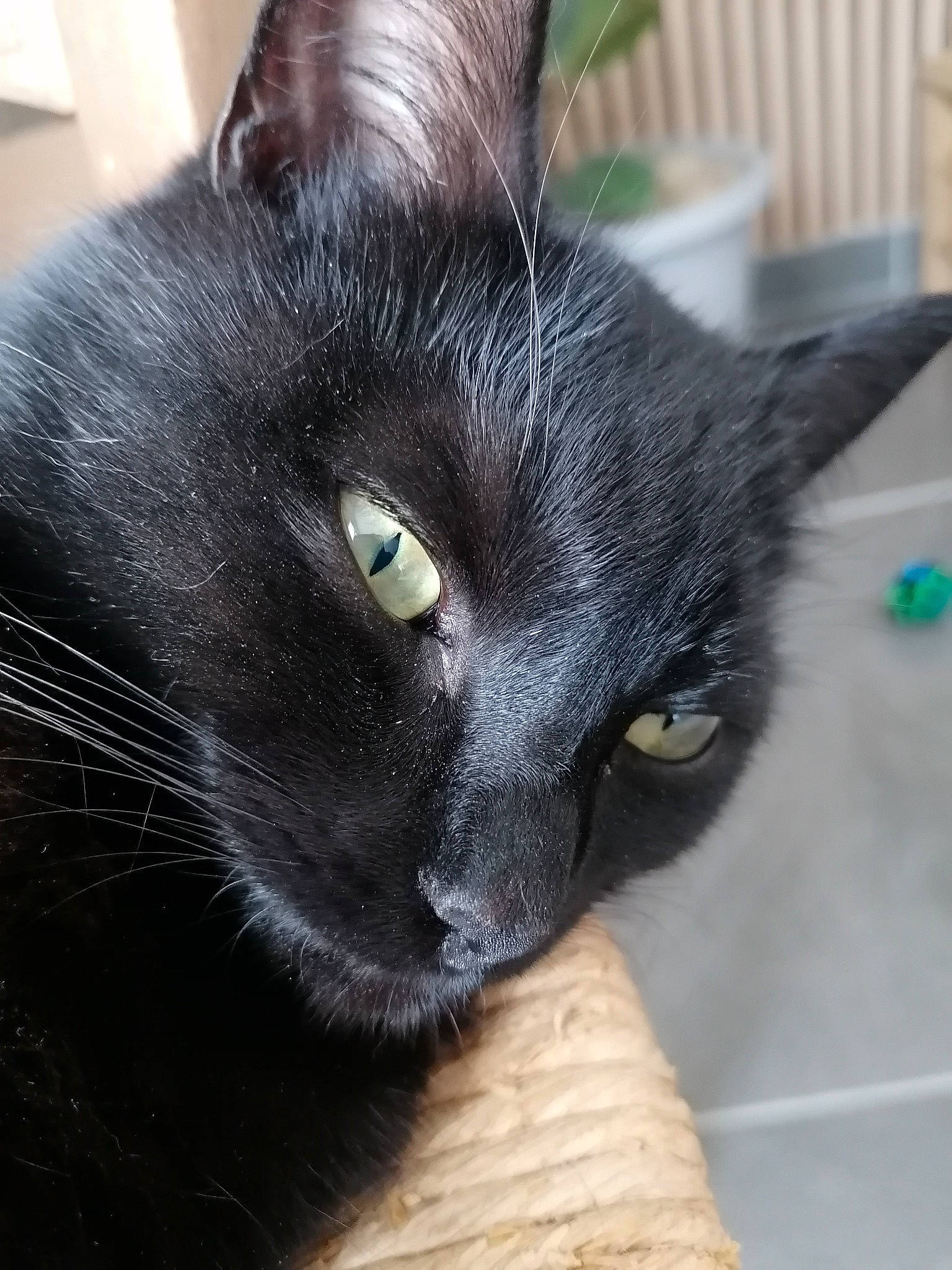 Norah a rejoint le concours — aidez-le/la à gagner de superbes lots ! black_cat, bombay, carnivore, cat, domestic_short_haired_cat, ear, felidae, fur, havana_brown, small_to_medium_sized_cats, snout, terrestrial_animal, whiskers