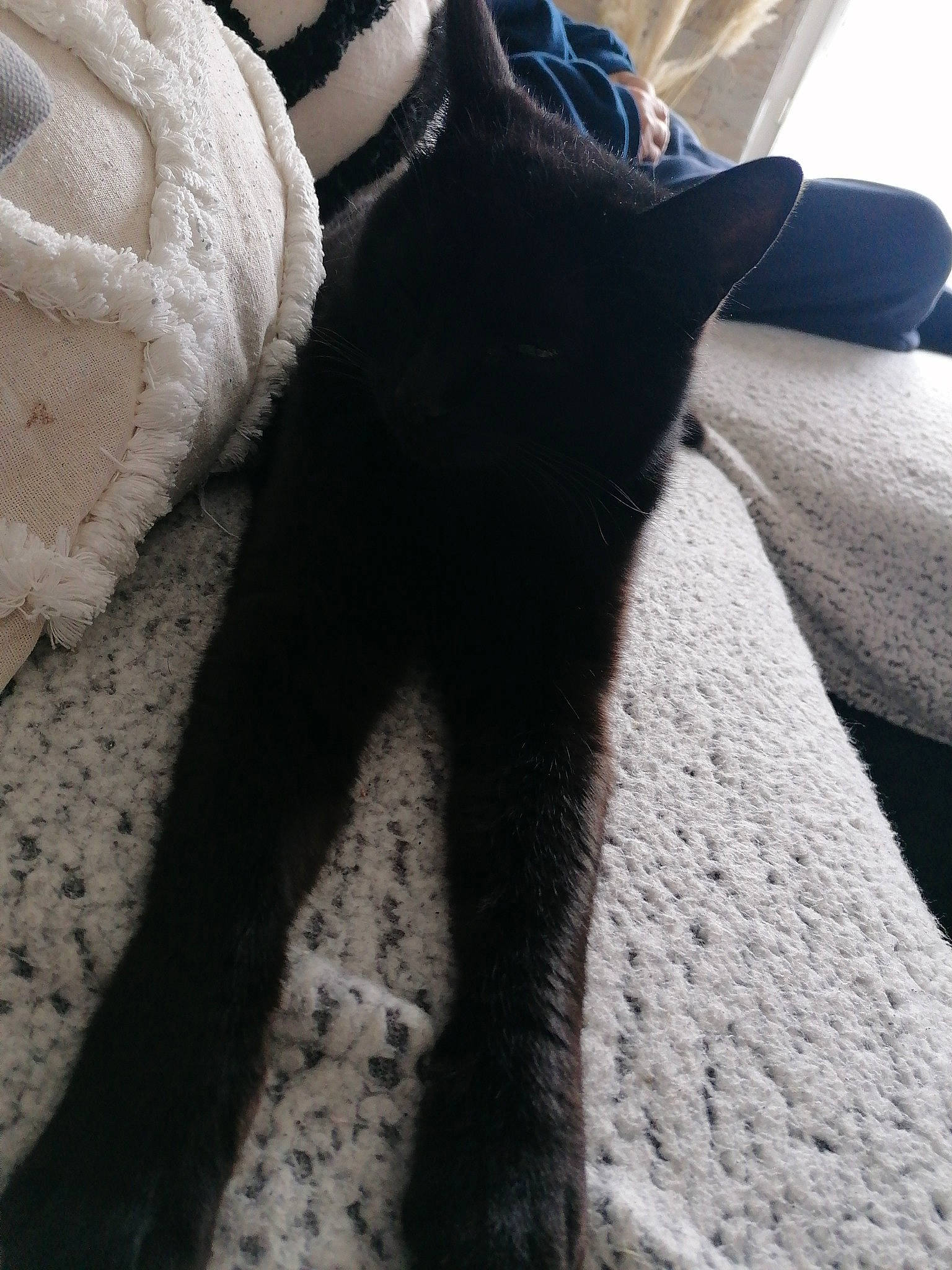 Norah a rejoint le concours — aidez-le/la à gagner de superbes lots ! black, carnivore, cat, comfort, denim, electric_blue, fashion_accessory, felidae, foot, fur, grey, human_leg, light, small_to_medium_sized_cats, tail, thigh, tints_and_shades, whiskers, white, wool