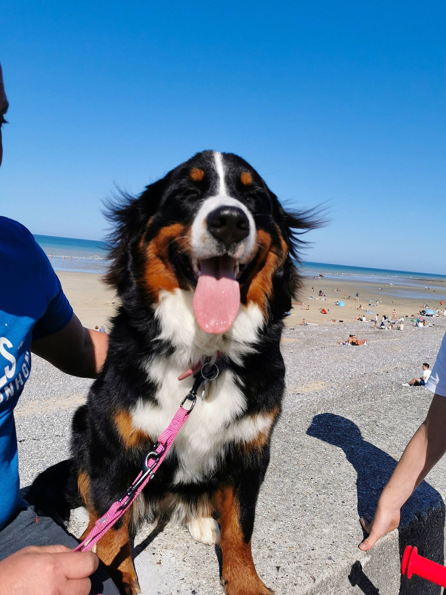 Perle a rejoint le concours — aidez-le/la à gagner de superbes lots ! appenzeller_sennenhund, beach, bernese_mountain_dog, canidae, carnivore, companion_dog, dog, dog_breed, english_shepherd, entlebucher_mountain_dog, fun, giant_dog_breed, greater_swiss_mountain_dog, mammal, recreation, snout, sporting_group, vertebrate, working_dog