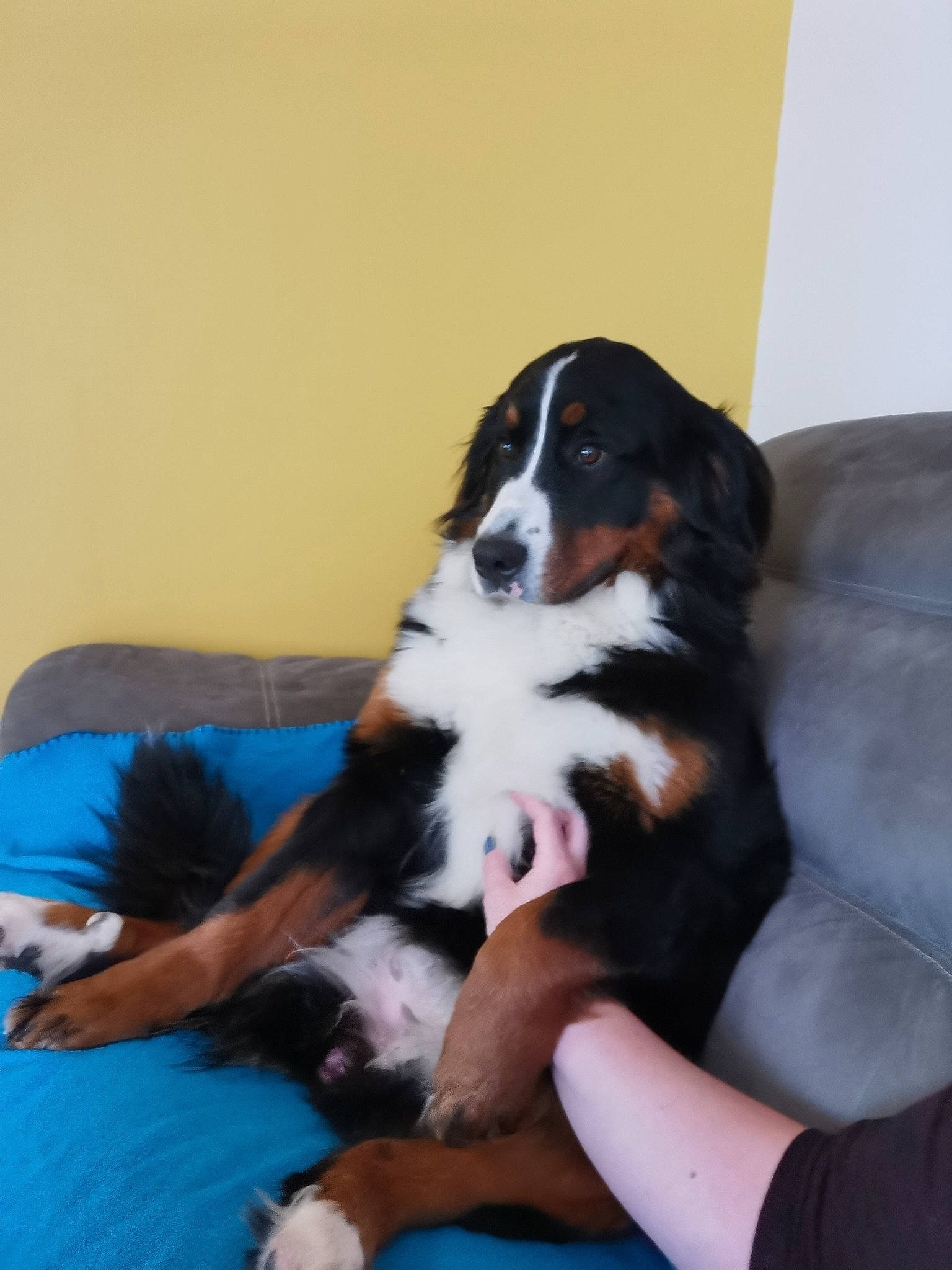 Perle participe au concours pour gagner de l'argent avec cette photo : appenzeller_sennenhund, bernese_mountain_dog, canidae, carnivore, companion_dog, dog, dog_breed, english_shepherd, entlebucher_mountain_dog, greater_swiss_mountain_dog, mammal, sporting_group, vertebrate