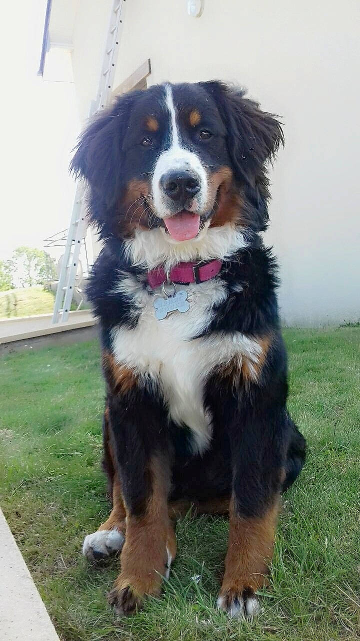 Perle participe au concours pour gagner de l'argent avec cette photo : ancient_dog_breeds, appenzeller_sennenhund, australian_collie, bernese_mountain_dog, canidae, carnivore, companion_dog, dog, dog_breed, english_shepherd, giant_dog_breed, greater_swiss_mountain_dog, mammal, rare_breed_dog, snout, sporting_group, st_bernard, vertebrate, working_dog