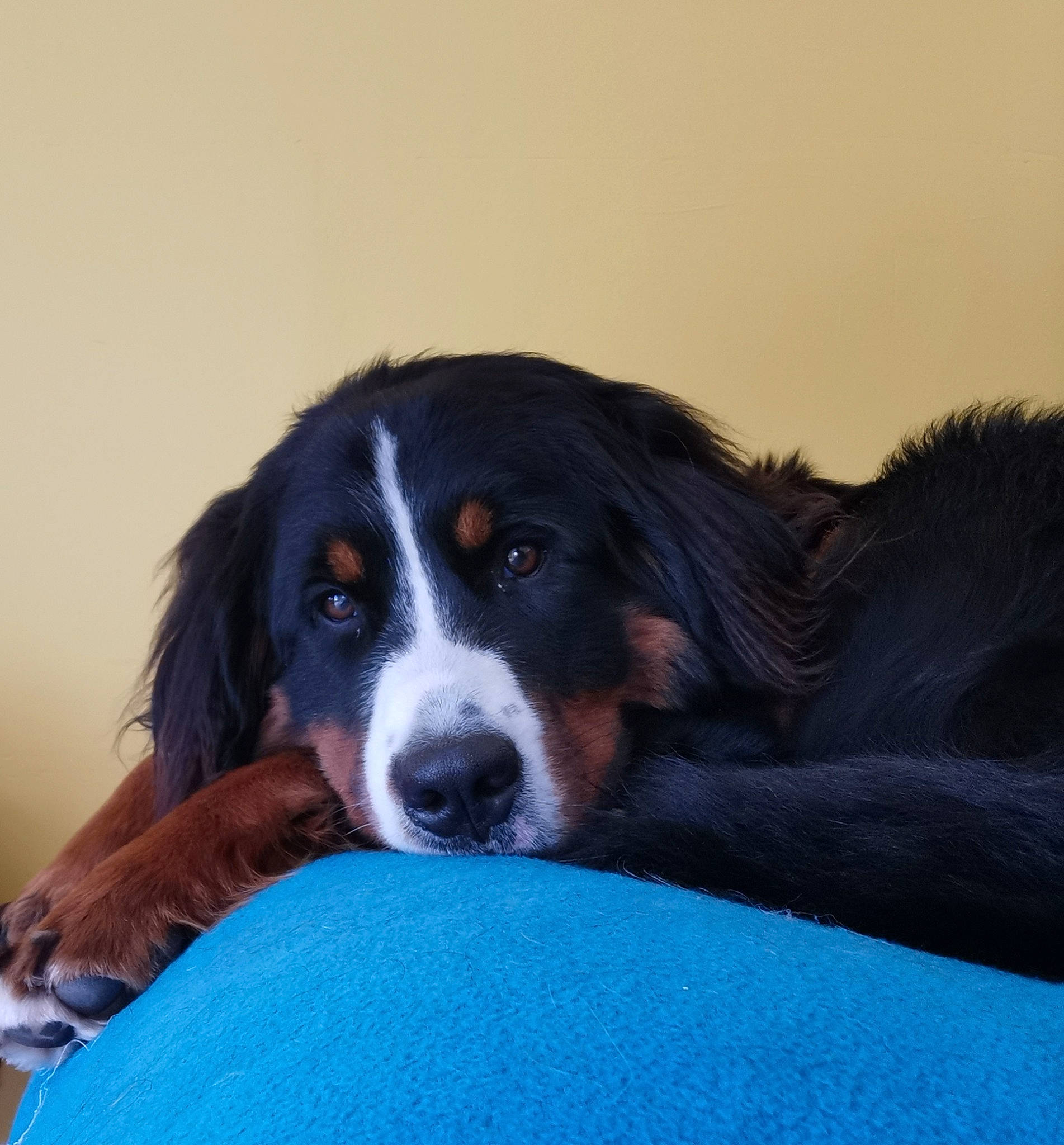 Perle a rejoint le concours — aidez-le/la à gagner de superbes lots ! bernese_mountain_dog, canidae, carnivore, companion_dog, dog, dog_breed, english_shepherd, greater_swiss_mountain_dog, mammal, snout, sporting_group, vertebrate, working_dog