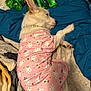 bed, blanket, coca_cola, collar, cozy, cute, dog, ear, ghost_pattern, indoor, mountain_dew, nap, pajamas, pet, pink_pajamas, relaxed, sleeping, small_dog, snout, soda_bottles