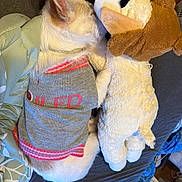 Molly is registered to the contest to win money with this photo: bed, blanket, clothing, cozy, cuddling, dog, ear, fur, home, indoor, nap, plush_toy, side_view, sleeping, small_dog, soft_toy, stuffed_animal, sweater, toy_duck, white_fur