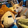 bed, blanket, books, bookshelf, close_up, cozy, dog, ears, fabric, fur, indoor, living_room, nose, pet, pillow, plush_toy, sleepy, snuggling, stuffed_animal, toy