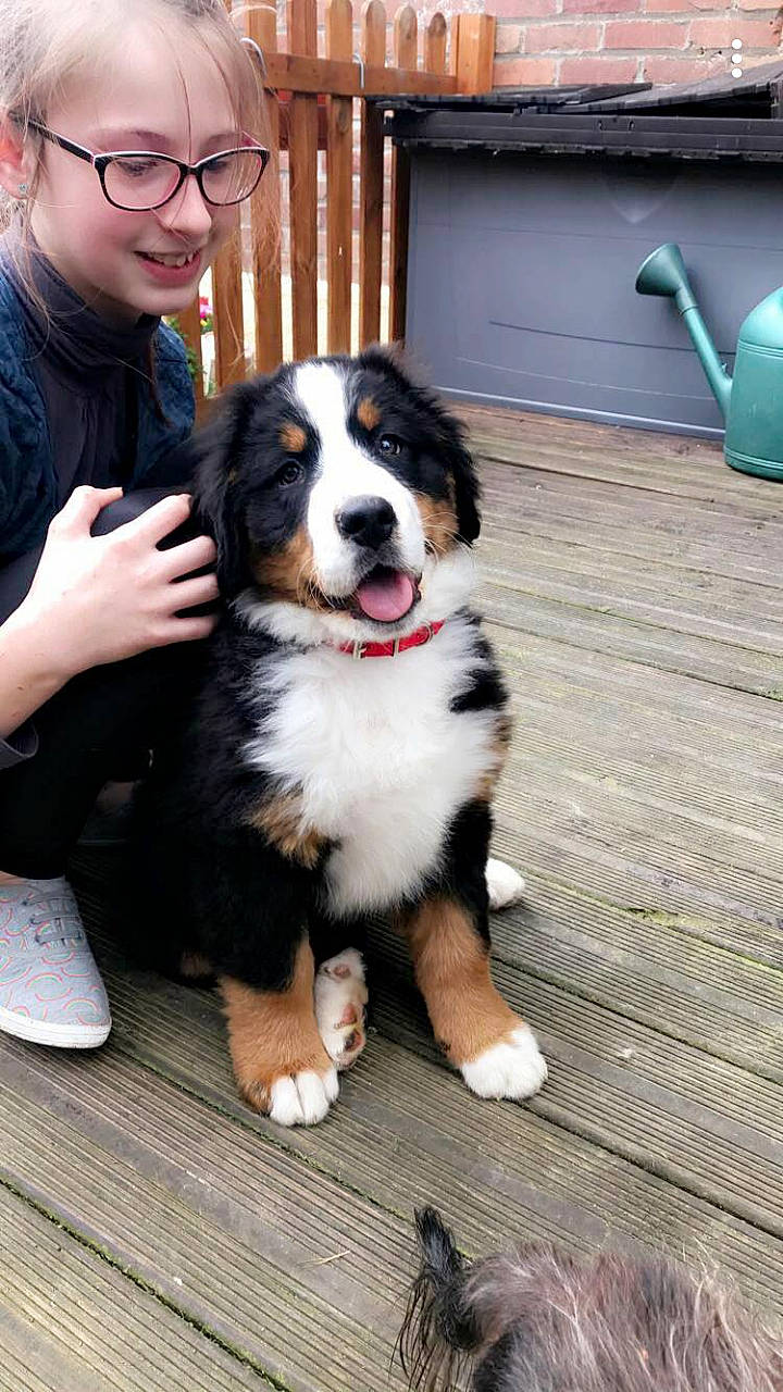 Orus a rejoint le concours — aidez-le/la à gagner de superbes lots ! ball, bernese_mountain_dog, carnivore, chair, companion_dog, dog, dog_breed, eyewear, flooring, fur, happy, herding_dog, smile, sporting_group, vision_care, working_animal, working_dog