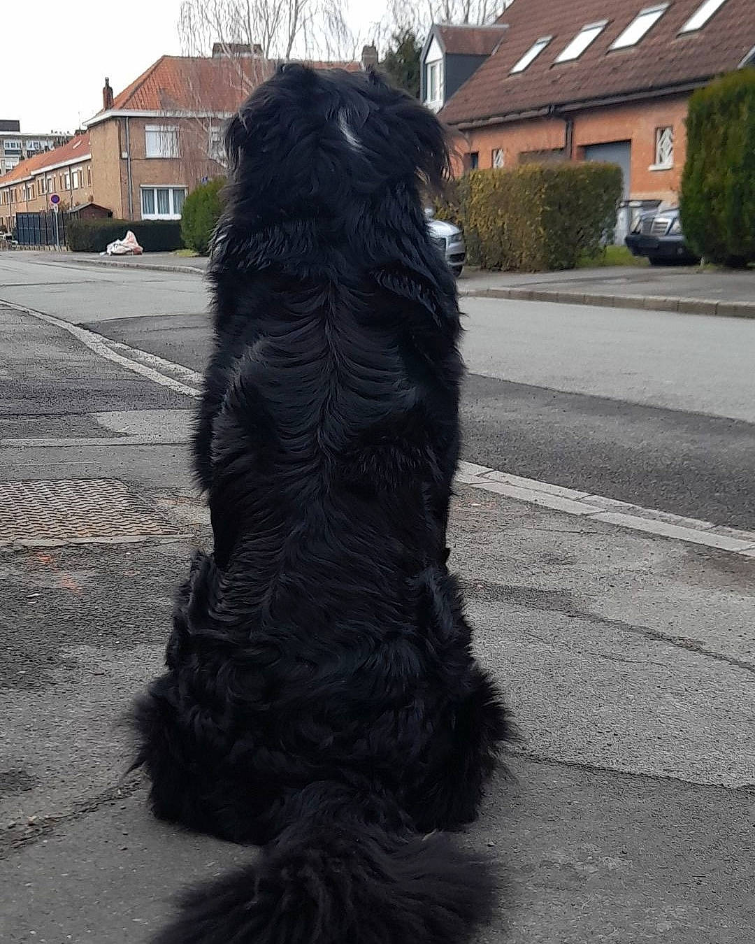 Orus a rejoint le concours — aidez-le/la à gagner de superbes lots ! asphalt, building, car, carnivore, companion_dog, dog, dog_breed, fur, plant, road_surface, snout, sporting_group, tail, tar, terrier, tree, vehicle, water_dog, wheel, window