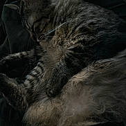 Willow is registered to the contest to win money with this photo: cat, tabby, sleeping, cozy, fluffy, fur, pet, animal, indoor, resting, whiskers, paw, dark, blanket, relaxing, cute, feline, mammal, quiet, peaceful