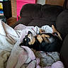 Rosebud is registered to the contest to win money with this photo: animal, black, blanket, brown, comfort, couch, cozy, dog, door, drawer, fur, furniture, home, indoor, laying_down, pet, pink, relaxed, resting, soft