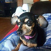 Rosebud joined the competition — help win amazing prizes! dog, small_dog, black_and_tan, pink_collar, blanket, indoor, living_room, plant, pot, television, couch, wood_floor, relaxed, pet, ears, fur, animal, resting, cozy, home