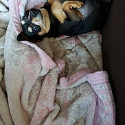 Rosebud joined the competition — help win amazing prizes! animal, blanket, canine, companion, cozy, cute, dog, ears, face, fur, indoor, looking_up, lying_down, paws, pet, pink, relaxed, small_dog, soft, white