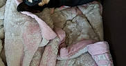 Rosebud joined the competition — help win amazing prizes! animal, blanket, canine, companion, cozy, cute, dog, ears, face, fur, indoor, looking_up, lying_down, paws, pet, pink, relaxed, small_dog, soft, white
