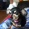Rosebud is registered to the contest to win money with this photo: blanket, brown_and_black, carpet, closeup, collar, couch, cozy, dog, ears, fur, furniture, indoor, living_room, pet, pink_collar, plant, pot, relaxed, resting, small_dog