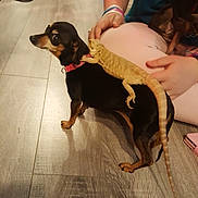 Rosebud is registered to the contest to win money with this photo: animal, bearded_dragon, black_dog, collar, companions, curiosity, curious, dog, flooring, hand, home, indoor, lizard, person, pet, reptile, sitting, small_dog, tan_markings, wooden_floor