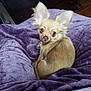 alert, animal, bedroom, blanket, chihuahua, companion, cozy, cute, dog, domestic_animal, ears, fur, furniture, indoors, looking_back, pet, purple_blanket, resting, small_dog, wooden_floor