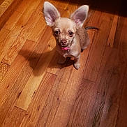 Booboo is registered to the contest to win money with this photo: alert, animal, brown_fur, canine, collar, companion, cute, dog, domestic_animal, ears, flooring, indoor, looking_up, pet, pink_collar, puppy, shadow, small_dog, wooden_floor, young_dog