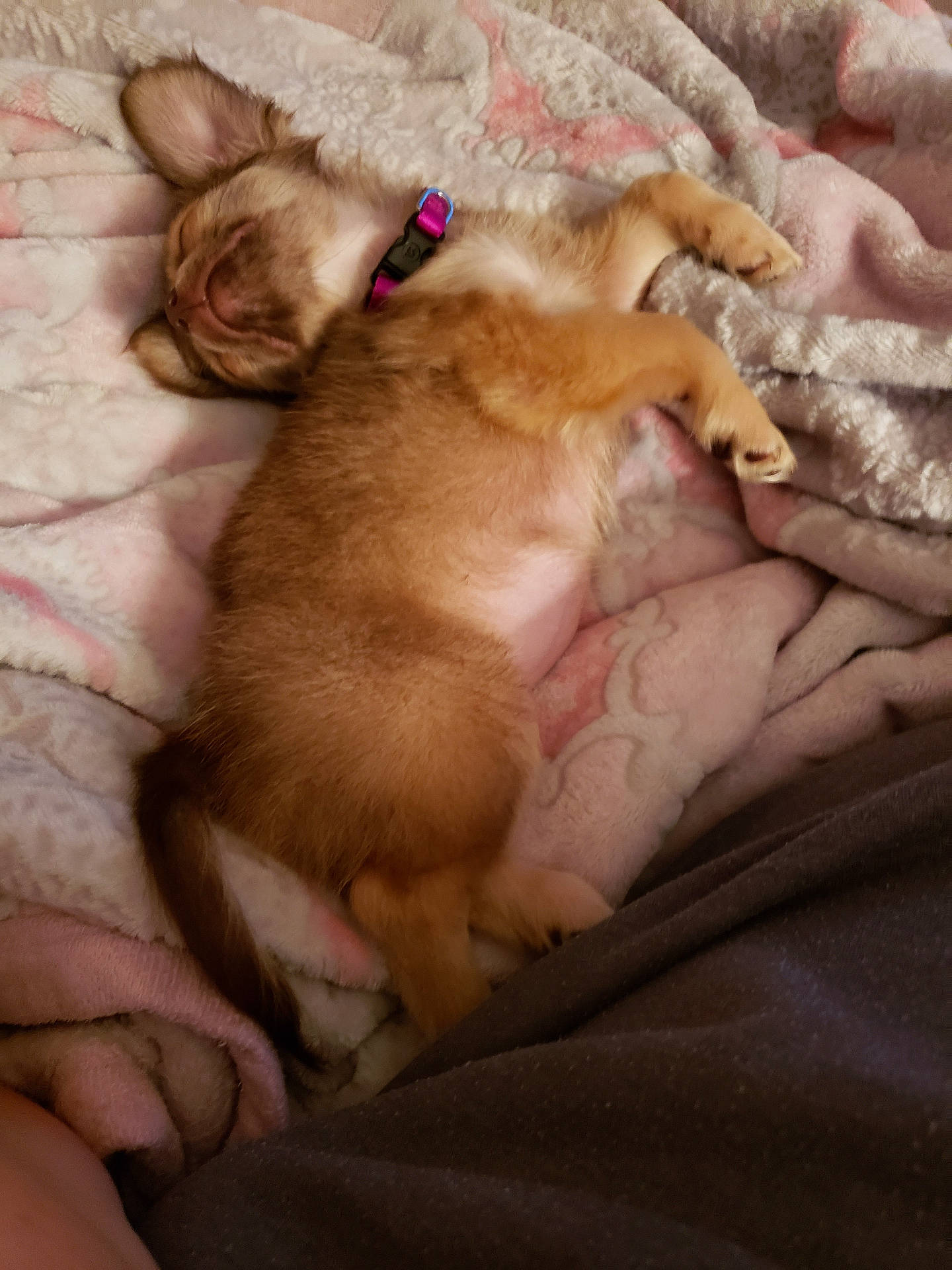 animal, blanket, brown, collar, cozy, cute, domestic, ears, fur, indoor, nap, paw, pet, puppy, relaxed, resting, sleeping, soft, tail, young