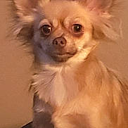 Booboo joined the competition — help win amazing prizes! dog, small_dog, fluffy, ears, pet, animal, cute, indoor, portrait, furry, tan, canine, face, sitting, looking, companion, domestic, cute_pet, fur, friendly