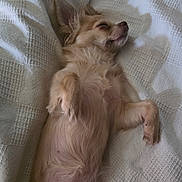 Booboo joined the competition — help win amazing prizes! dog, small_dog, sleeping, lying_down, fluffy, pet, cute, relaxed, indoor, blanket, white, fur, canine, animal, paw, nose, ears, cozy, resting, bed