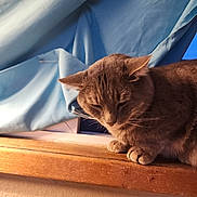 Sapphire is registered to the contest to win money with this photo: animal, blue_curtain, cat, claws, cozy, curtain, cute, eyes_closed, feline, fur, gray_cat, home, indoor, pet, quiet, resting, warm_light, whiskers, window, wooden_ledge