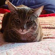 Sapphire joined the competition — help win amazing prizes! cat, tabby, loaf, bed, blanket, pillow, indoor, pet, feline, fur, whiskers, ears, resting, cute, animal, closeup, domestic, cozy, sleepy, portrait